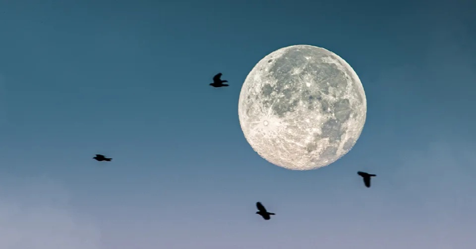 Almost fully illuminated October moon in a blue morning sky, with four dark birds flying across it at different heights.